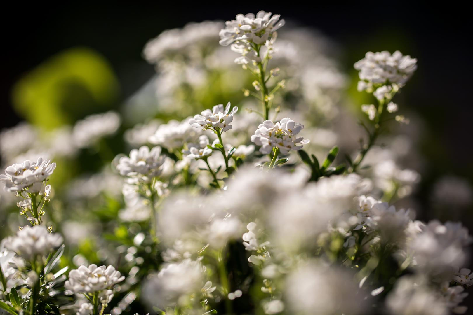 Svibanj - Naziv je značenjski motiviran razdobljem cvjetanja biljke sviba. Riječ je o biljci iz porodice drijenova koja cvjeta bijelim cvijetom u to doba godine. 